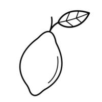 Lemon. Hand drawn sketch icon of citrus fruit. Isolated vector illustration in doodle line style.