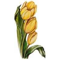 hand drawn illustration yellow tulip vector