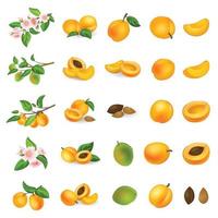 Apricot icons set cartoon vector. Confiture jam vector