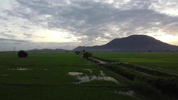 flygflyg över landsvägen i risfält video