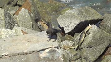 surveiller le lézard mordre la viande près de la roche frappée par la vague. video