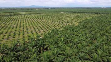 déplacement cinématographique sur la replantation de palmiers à huile video