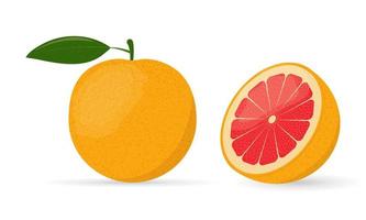 Grapefruit whole and cut in half vector illustration