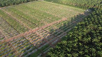 Aerial view new oil palm plantation video