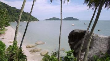 Tilt up the coconut trees near the beach video