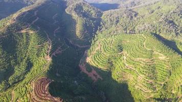 plantação de terraço vista aérea na manhã ensolarada video