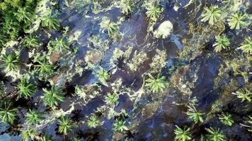 palmeiras inundadas de água escura após a chuva video