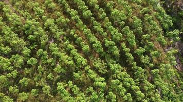 vista de drone olhar para baixo plantação de batata video