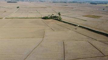 Aerial view plowed agricultural paddy