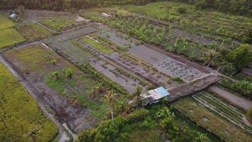 Aerial view green plantation in Malays kampung video