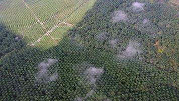 Aerial view look down oil palm video