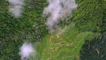 plantación de vista aérea cerca del bosque en niebla brumosa video