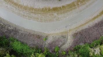 aéreo ascendente e olhe para baixo grupo de pássaros de garça branca video