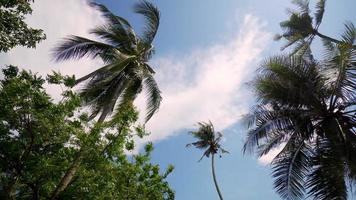 Panning left coconut tree waving in wind video