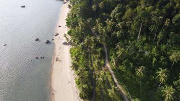 Aerial view over green coconut near the beach in beauty evening light video