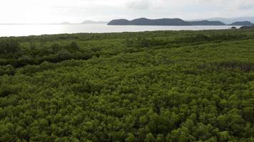 filmisk rörelse över mangroveskogen video