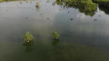 volar sobre el manglar que es el hábitat de las aves video