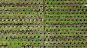Aerial view oil palm plantation video