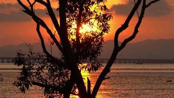 Silhouette tree leaves over sunset. video