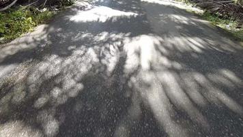 pov drive en la carretera asfaltada con sombra de árbol video
