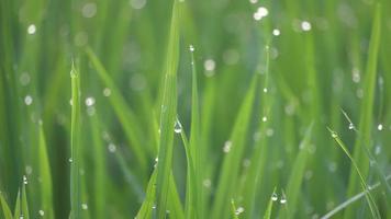 Selective focus droplet water at green paddy field video