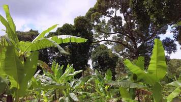 Sliding gimbal shot over banana tree video