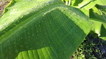 Slowly move closely to the banana leaves video