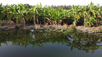 riflessione albero di banane nell'acqua video