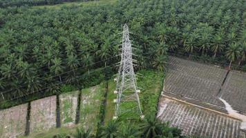 torre eléctrica al lado de la plantación video