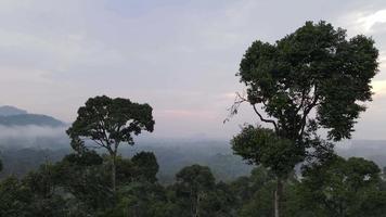 Luftflug über zwei Durianbäume bei nebligem Wetter video