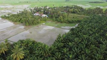 Aerial fly over green paddy video