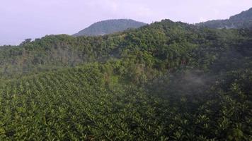 Aerial view fog morning at oil palm plantation video