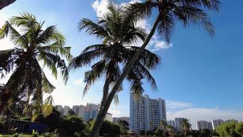 Tilt up coconut tree beside pond in blue sunny day. video