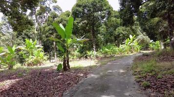 Drive at the small winding asphalt road in banana and durian plantation farm
