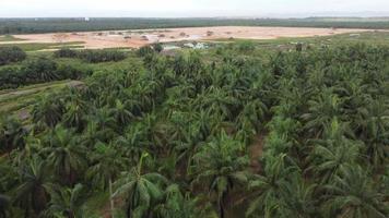 Aerial view land clearing of oil palm tree video