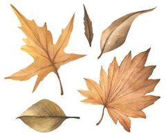 colección de elementos de otoño acuarela. vector
