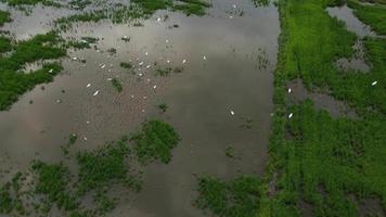 Egret birds fly at in green paddy field landing video