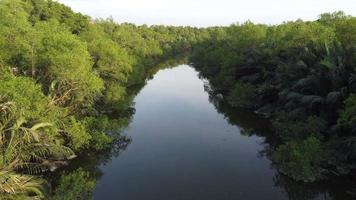 moverse en el río con manglares, palmeras, árboles nipah video