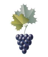 Grapes on a white background. Isolated. vector