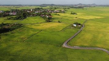 Drone view paddy field video