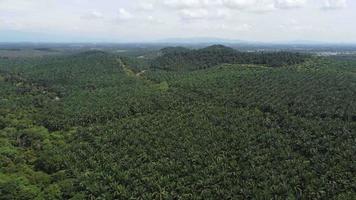 Aerial view green oil palm tree video