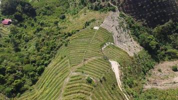 Aerial view look down hill slope of plantation video