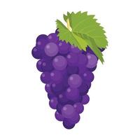 Flat vector of Grape isolated on white background. Flat illustration graphic icon