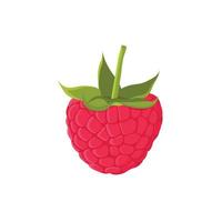 Flat vector of Raspberries isolated on white background. Flat illustration graphic icon