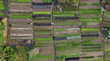 vista aérea olhar para baixo fazenda de vegetais. video