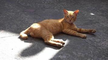 un gatto si siede a terra con la luce del sole video