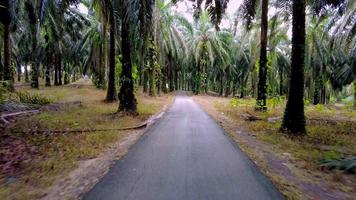 Move at asphalt road of oil palm tree video