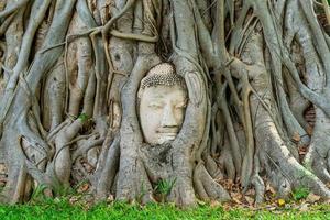 Buddha Head statue with trapped in Bodhi Tree roots at Wat Mahathat photo