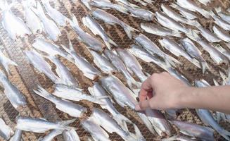 Female hand choosing the dried fish that put on the net for food preservation at the seafood market, Thailand. photo