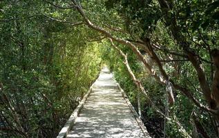 la pasarela de madera en el bosque de manglar verde fondo de cielo azul día soleado. manglares, samut sakorn tailandia. foto